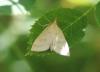 Udea lutealis